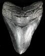 Large, Fossil Megalodon Tooth #56834-1